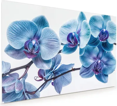 Produktbild von Küchenrückwand Spritzschutz Glas mit Motiv Blaue Orchideen Blüte 40 x 40 cm