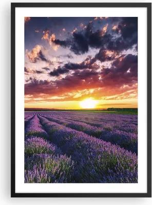 Produktbild von Gerahmtes Poster - Schwarzer Rahmen - Lavendel Berge Feld - 50x70 cm - Wand Bild - Wanddeko - Wandbilder - Kunstposter - Wandposter - Bilderrahmen - Bilder - Kunstdruck - Wandbild - P2BPA50x70-3816
