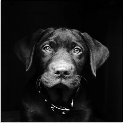 Produktbild von MuchoWow® Poster Tierprofil Hund in schwarz und weiß 50x50 cm - Wohnzimmerdekoration