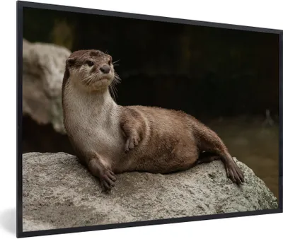 Produktbild von MuchoWow® Gerahmtes Poster Otter auf Stein 60x40 cm - Poster mit Schwarzem Bilderrahmen Wandposter Rahmen Foto Bilder - Printing - Wanddeko Schlafzimmer