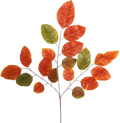 Image de Branche De Hêtre 70 Cm Orange