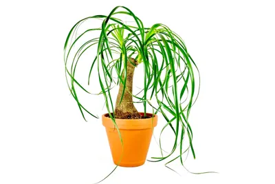 Obrázok produktu pre Gardners Beaucarnea recurvata, priemer 14-15 cm