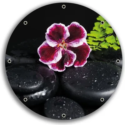 Produktbild von Wallario rundes Outdoor-Poster für Garten oder Balkon, Motiv Geranienblüte auf schwarzen Steinen, benetzt mit Wassertropfen, 30 cm Durchmesser