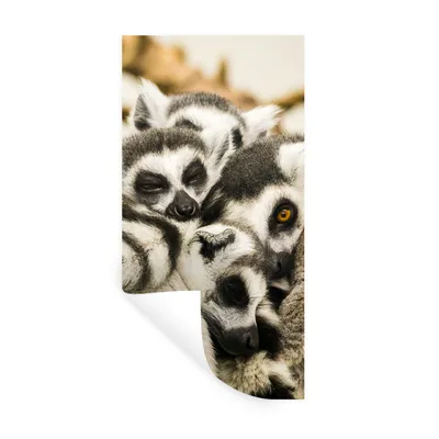 Produktbild von MuchoWow® Wandtattoo Wandsticker Wandaufkleber Affen - Tiere - Ringelschwanzlemuren 60x120 cm Selbstklebend und Repositionierbar - Selbstklebend - Fototapeten