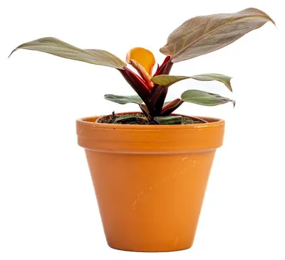 Obrázek produktu pro Gardners Philodendron McColley's Finale, průměr 12 cm
