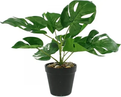 Zdjęcie produktu dla Monstera  w doniczce 11 x 30cm