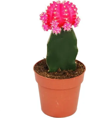 Obrázok produktu pre Gymnocalycium mihanovichii - Jahodový kaktus - ružový - hrniec 8,5 cm