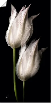 Produktbild von ARTland Poster Weiße Tulpen in der Nacht Größe: 20x40 cm
