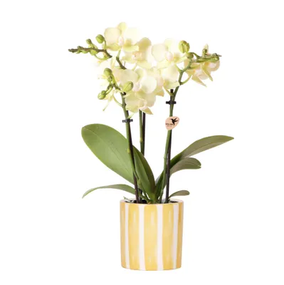 Zdjęcie produktu dla Kolibri Orchids | Yellow Phalaenopsis Orchid - Mexico + Painted Stripe Pot Yellow - Rozmiar doniczki Ø9Cm | Kwitnąca roślina domowa - Świeże od hodowcy