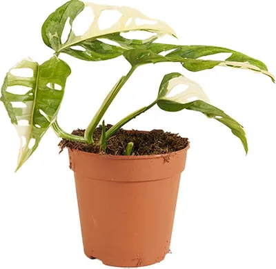 Image de Bloomique - Monstera Adansonii Variegata - Masque de singe - Plantes d'intérieur rares - Convient comme plante grimpante - Purificateur d'air - Hauteur 20-25 cm - Pot 12 cm
