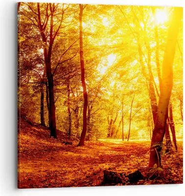 Produktbild von Bild auf Leinwand - Leinwandbild - Wald Baum Natur - 70x70cm - Wand Bild - Wanddeko - Wandbilder - Leinwanddruck - Bilder - Kunstdruck - Wanddekoration - Leinwand bilder - Wandkunst - AC70x70-3722