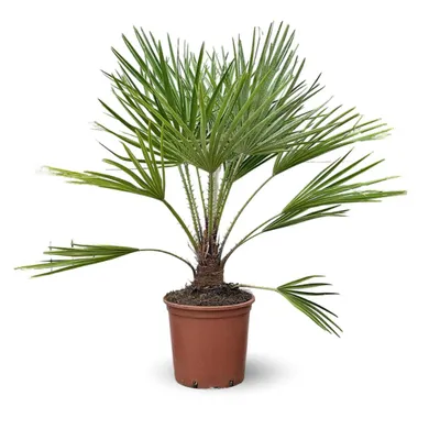 Image de Chamaerops Humilis - palmier nain - ↕ 110-120 cm - ⌀ 25 cm - plante d'extérieur