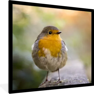 Produktbild von MuchoWow® Gerahmtes Poster Vögel - Rotkehlchen - Baum 40x40 cm - Poster mit Schwarzem Bilderrahmen Wandposter Rahmen Foto Bilder - Mit Rahmen - Wanddekoration Schlafzimmer
