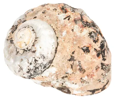 Turbo sarmaticus ungeschliffen, Schneckenhaus, Größe 6-8 cm