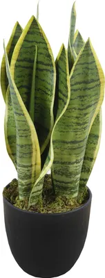 Produktbild von Kunstpflanze Bogenhanf Tischpflanze Zimmerpflanze 9 Blätter 33cm