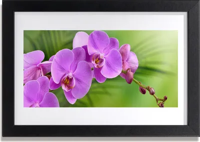 Produktbild von Bild 30x20 MDF-Rahmen Wandkunst Orchidee Orchidee Blumen