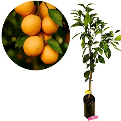 Produktbild von Citrus sinensis 'Navelina', Navelorange, 3-Liter-Topf