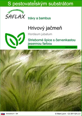 Obrázok produktu pre SAFLAX - hrivový jačmeň - Hordeum jubatum - 70 Semená - S pestovateľským substrátom bez klíčkov