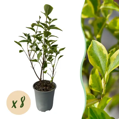 Produktbild von GreenboutiQ - Heckenpflanzen - Ligustrum ovalifolium Aureum - Blätter gelb grün - 8 Pflanzen - 1 laufender Meter - immergrün - Topf 9cm Höhe 35-40cm