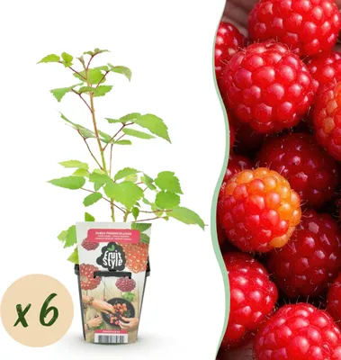 Image de Airelle japonaise - Rubus Phoenicolasius - Rustique - 6 Plants - 15-25cm - Ø9cm - Plante de jardin