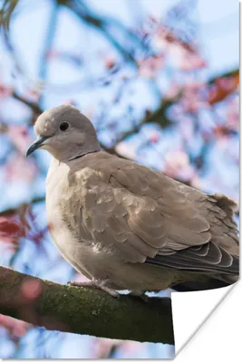 Produktbild von MuchoWow® Poster Vogel - Blumen - Taube - Blütenzweige - Rosa 80x120 cm - Papierdruck