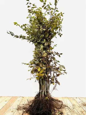 Produktbild von Carpinus betulus, Hainbuche, 80–100 cm