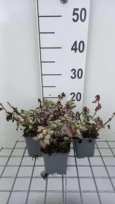 Imagen del producto de 6 x *Lamium maculatum* 'Red Nancy' - Hierba de los tejados - Maceta de 9 x 9 cm
