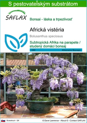 Obrázok produktu pre SAFLAX - africká vistéria - Bolusanthus speciosus - 15 Semená - S pestovateľským substrátom bez klíčkov