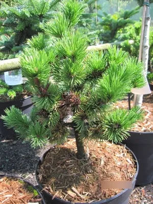 Produktbild von Pinus mugo Peterle - Zwergkiefer Peterle - 25-30