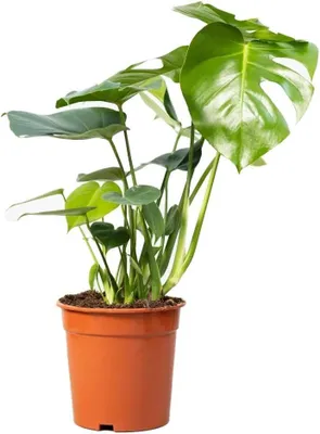 Productafbeelding van Monstera Deliciosa - Gatenplant - Woonkamer decoratie - Altijd mooie kleur - 75 cm hoog - Groen