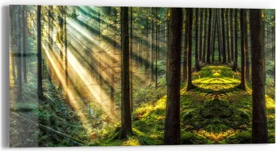 Produktbild von DEQORI Glasbild Echtglas 60x30 cm 'Licht durchbricht Bäume' Wandbild Bild modern Deko