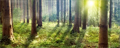 Produktbild von Wallario selbstklebendes Poster - Sonnenuntergang im Wald zwischen den Bäumen, Größe: 80 x 200 cm