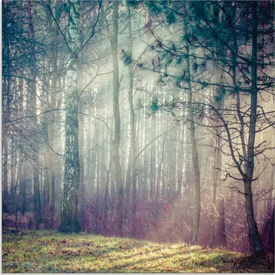 Produktbild von ARTland Glasbild Sonnenstrahlen im Wald Größe: 20x20 cm