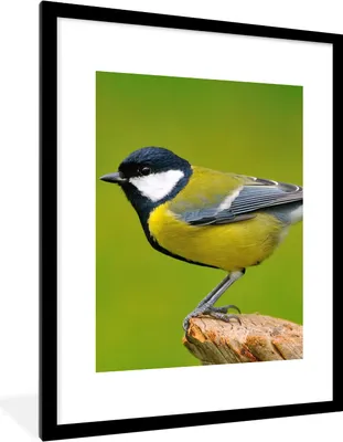 Produktbild von MuchoWow® Gerahmtes Poster Vogel - Kohlmeise - Tiere - Grün 60x80 cm - Poster mit Schwarzem Bilderrahmen Wandposter Rahmen Foto Bilder - Wohnzimmer - Dekorationen - Prämie