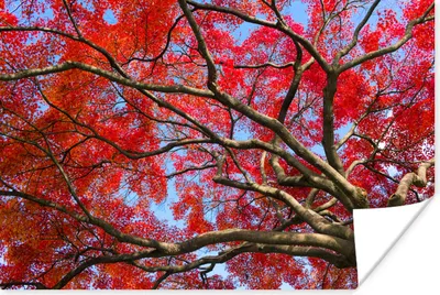 Produktbild von MuchoWow® Poster Japanischer Ahorn mit roten Blättern vor blauem Himmel 180x120 cm - Fotoplakat
