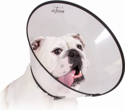Produktbild von KVP Saf-T-Clear Isabelline Hundehalsband (38-63 cm)
