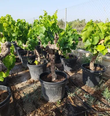 Produktbild von Weinrebe Weinstock knorrig Vitis vinifera Sorte Aledo Tafeltraube winterhart