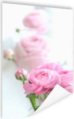 Produktbild von MuchoWow® Poster Nahaufnahme von rosa Blumen 120x180 cm - Kunstposter