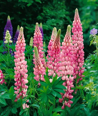 Produktbild von Lupinus polyphyllus 'Schlossfrau', Lupine, rosa, ca. 11x11 cm Topf