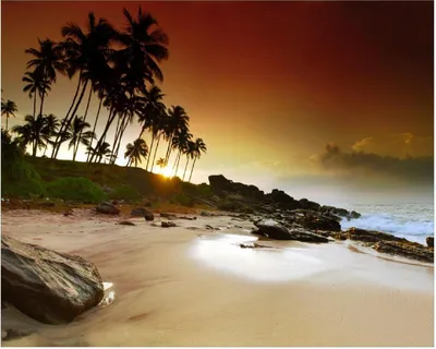 Produktbild von Wallario Poster - Sri Lanka - Palmenstrand mit Sonnenuntergang, Kunstdruck Größe: 40 x 50 cm