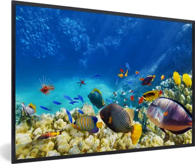 Produktbild von MuchoWow® MuchoWow® Gerahmtes Poster Meer - Fische - Korallen - Unterwasserwelt 90x60 cm - Poster mit zchwarzem Bilderrahmen - Fotorahmen - Foto-Plakat