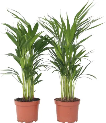 Produktbild von Goldfruchtpalme - 4 Stk - Dypsis lutescens - Höhe 60-70cm - ⌀17cm
