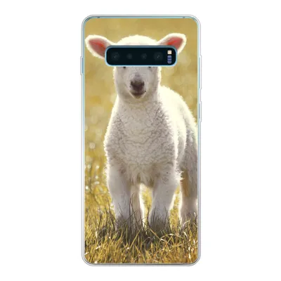 Produktbild von MuchoWow® Handyhülle Schutzhülle Hülle für Samsung Galaxy S10 Plus Lamm - Gras - Sonne Silikon Softcase Handy Hülle - Schutzhülle