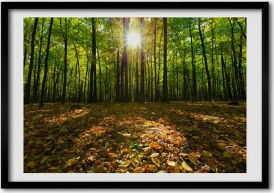 Produktbild von Bild - Bilder - Bilderrahmen - 70 cm x 50 cm - MDF-Rahmen, Wandkunst Wald