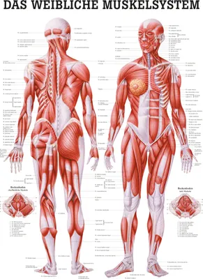 Produktbild von Weibliches Muskelsystem Poster Anatomie 70x50 cm medizinische Lehrmittel