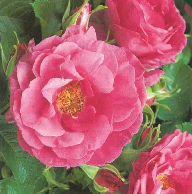 Produktbild von Englische Rose Wild Edric ® - Duft++ - Austin Rosen