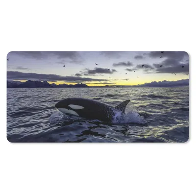 Produktbild von MuchoWow® Schreibtischunterlage Orca bei Sonnenaufgang 80x40 cm - XXL Mauspad - Gaming Mauspad