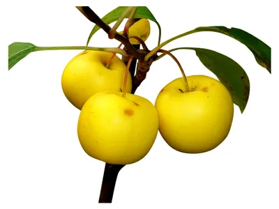 Produktbild von Holzapfel/Wildapfel (Malus sylvestris) 20 Samen - winterhart - Baum des Jahres 2013