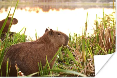 Produktbild von MuchoWow® Poster Ein Capybara zwischen dem hohen Schilf 90x60 cm - Schlafzimmer