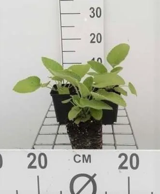 Produktbild von 6 x  Phlomis russeliana - Brandkraut - Topf 9 x 9 cm